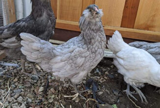Breed Profile: Ameraucana Chicken